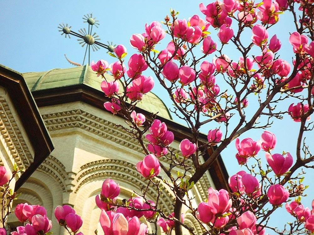 Atacurile orchestrate asupra Bisericii Ortodoxe în Săptămîna Patimilor arată un singur lucru: că Hristos este în Ortodoxie